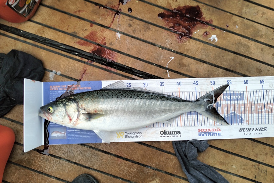Paul Rees caught this 49.5cm Kahawai at Gisborne during The Hirepool Baitmates Fishing Comp