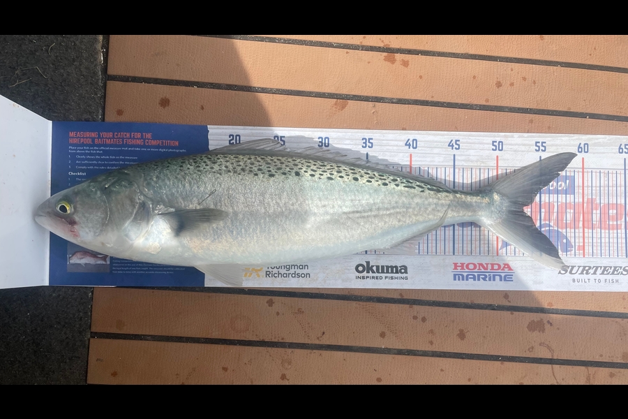 Niamh McGuane caught this 53.0cm Kahawai at Gisborne during The Hirepool Baitmates Fishing Comp