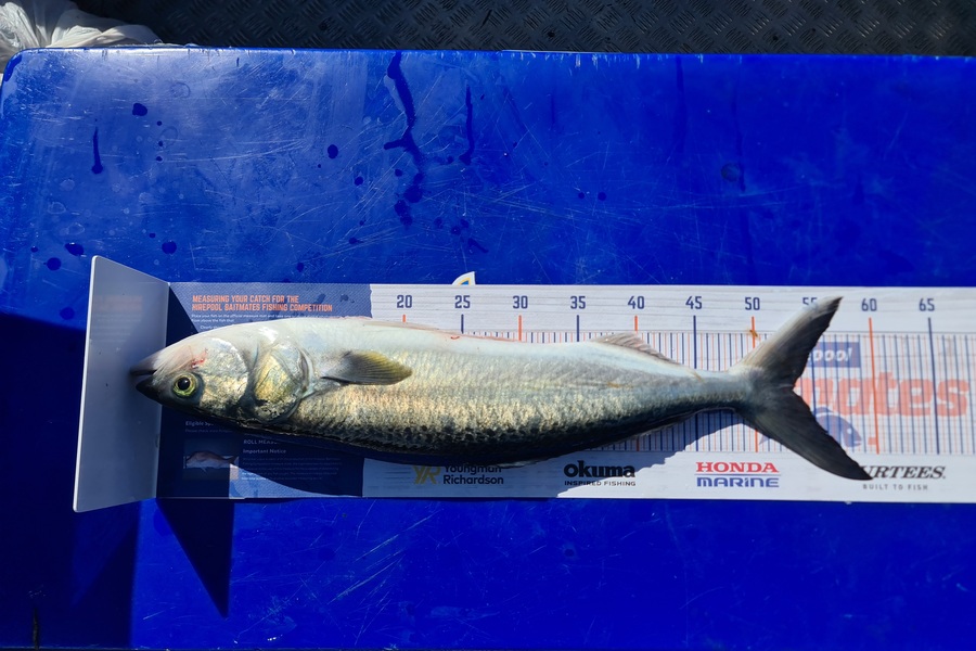 Henry Oosthuizen caught this 53cm Kahawai at Tauranga  during The Hirepool Baitmates Fishing Comp