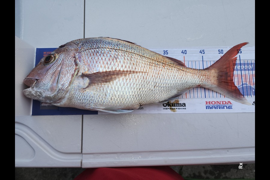 Rex Wilson caught this 52.0cm Snapper at Bay Of Plenty during The Hirepool Baitmates Fishing Comp