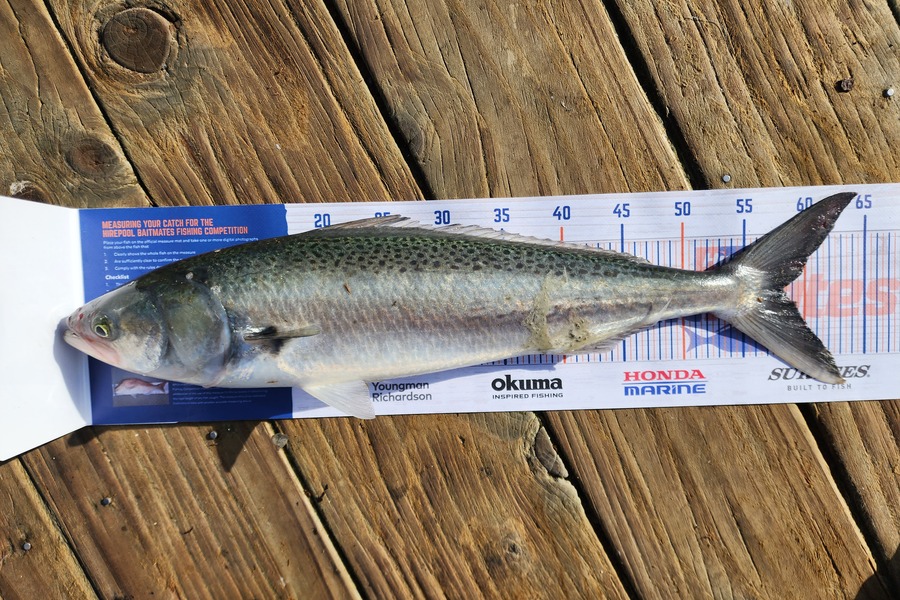 Gwyn Dans caught this 58.0cm Kahawai at Beach Haven during The Hirepool Baitmates Fishing Comp