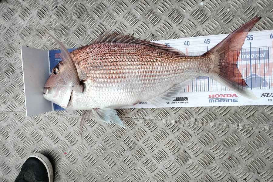 Estella  Carmichael  caught this 51.5cm Snapper at Napier during The Hirepool Baitmates Fishing Comp