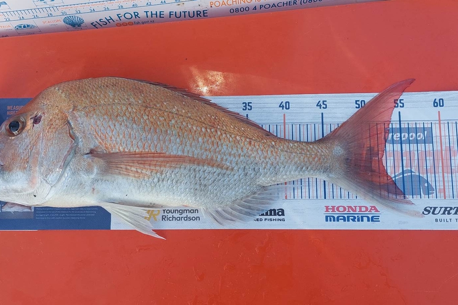 Raewyn Mckenzie caught this 52.5cm Snapper at Waiheke during The Hirepool Baitmates Fishing Comp
