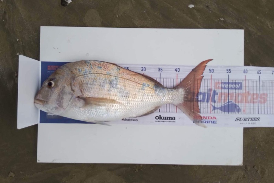Nikki Tate caught this 46.0cm Snapper at Doubtless bay  during The Hirepool Baitmates Fishing Comp