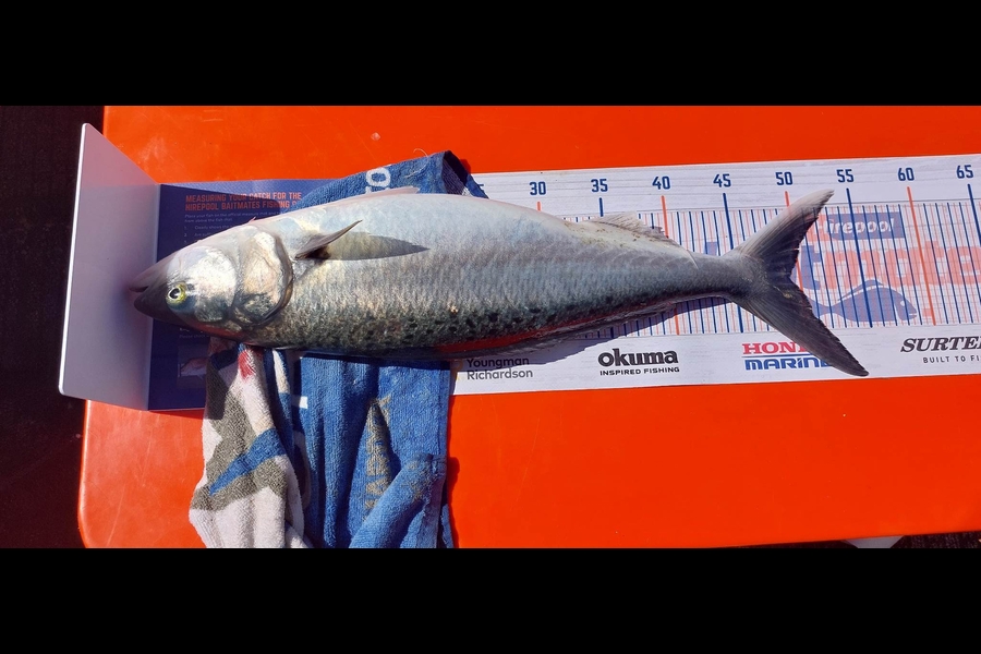 John Mckenzie caught this 49.0cm Kahawai at Waiheke  during The Hirepool Baitmates Fishing Comp