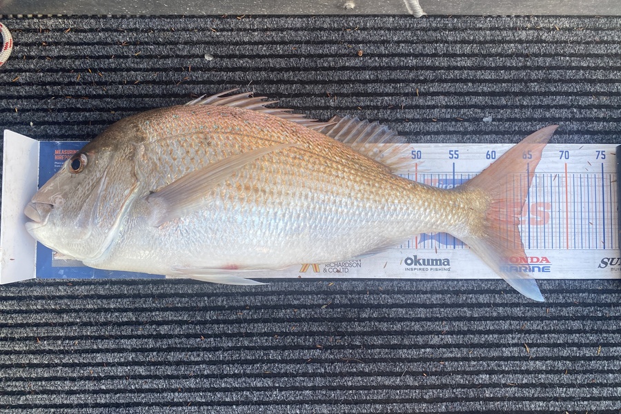 James Laird caught this 63.0cm Snapper at Tasman Bay during The Hirepool Baitmates Fishing Comp