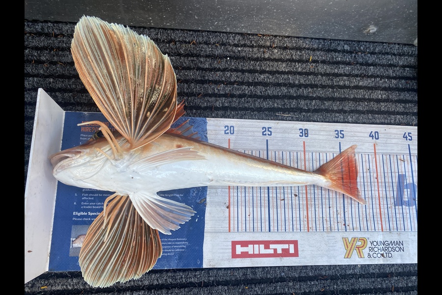 James Laird caught this 37.0cm Gurnard at Tasman Bay during The Hirepool Baitmates Fishing Comp