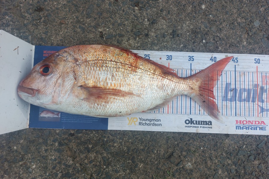 Jakob Silcock caught this 40.0cm Snapper at Ponui island during The Hirepool Baitmates Fishing Comp