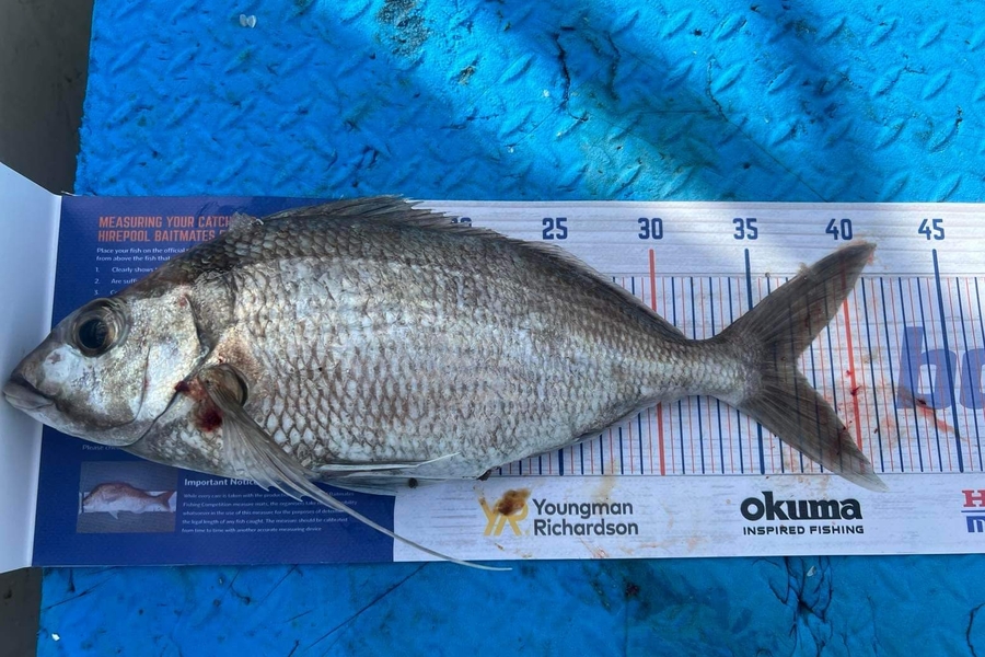 Drew Storey caught this 37.0cm Tarakihi at Opotiki  during The Hirepool Baitmates Fishing Comp