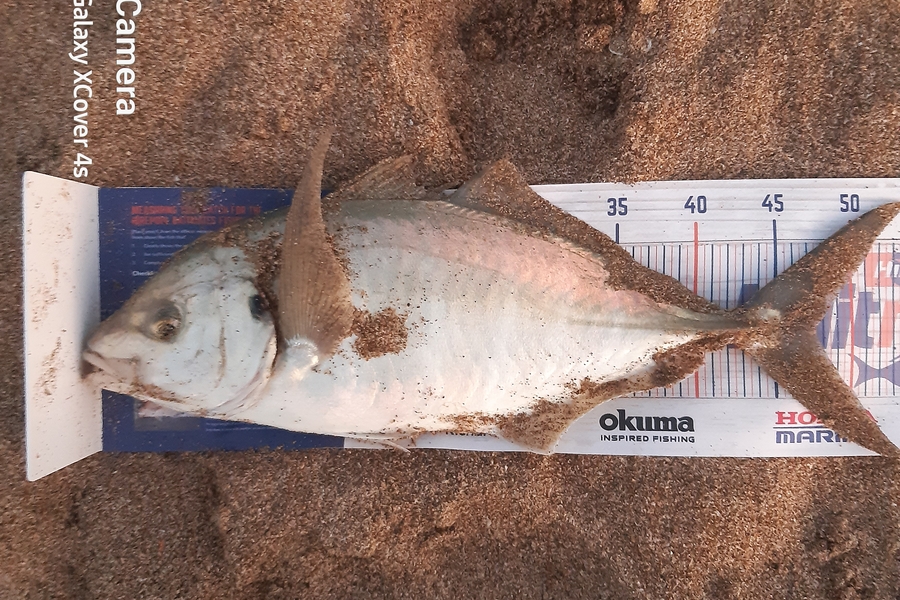 Darren James caught this 47.0cm Trevally at Pataua north during The Hirepool Baitmates Fishing Comp