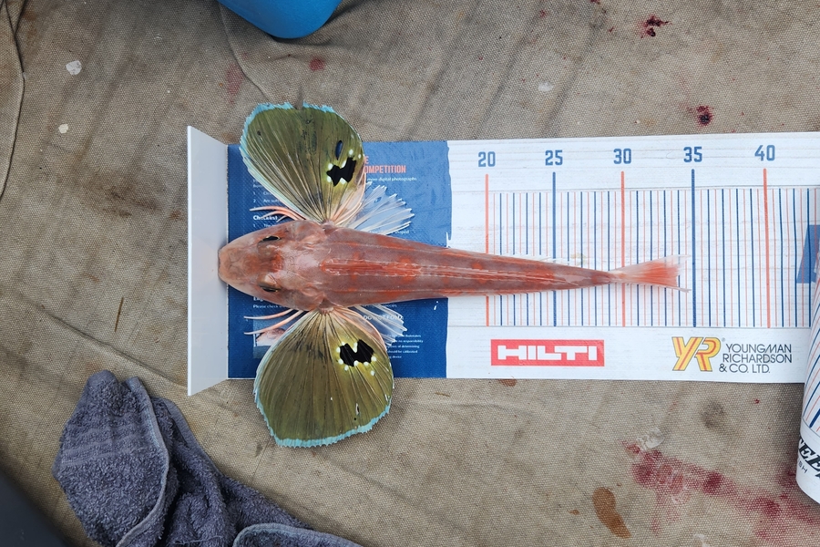 Jack Gray caught this 33.5cm Gurnard at Firth of thames  during The Hirepool Baitmates Fishing Comp