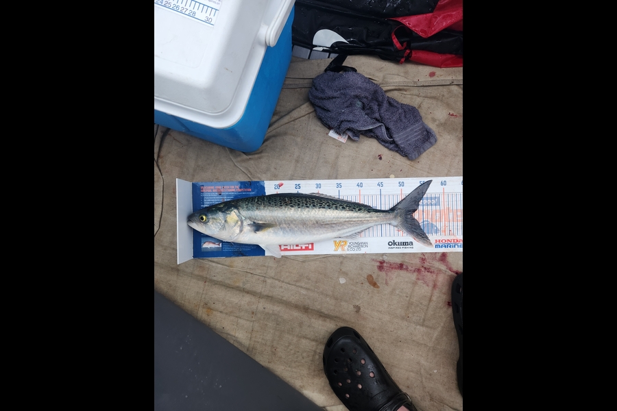 Jack Gray caught this 52.0cm Kahawai at Firth of thames  during The Hirepool Baitmates Fishing Comp