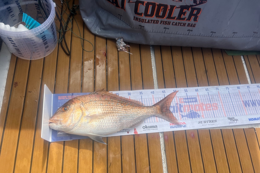 Ethan Palmer caught this 46.0cm Snapper at Bay of Plenty  during The Hirepool Baitmates Fishing Comp