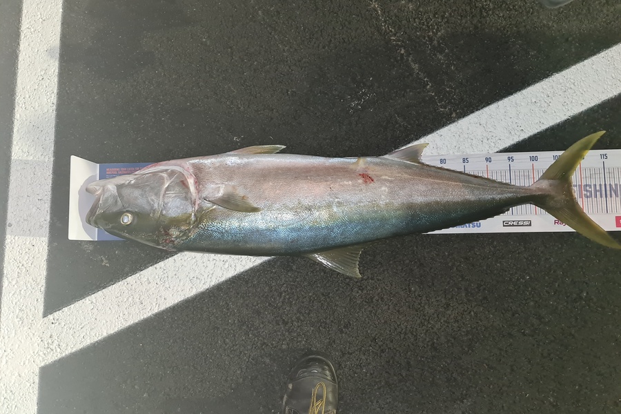 Nicodemus  Tema caught this 108.0cm Kingfish at Auckland whatf during The Hirepool Baitmates Fishing Comp