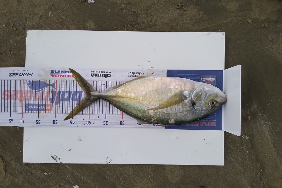 William Samson caught this 41.0cm Trevally at 90 mile beach during The Hirepool Baitmates Fishing Comp