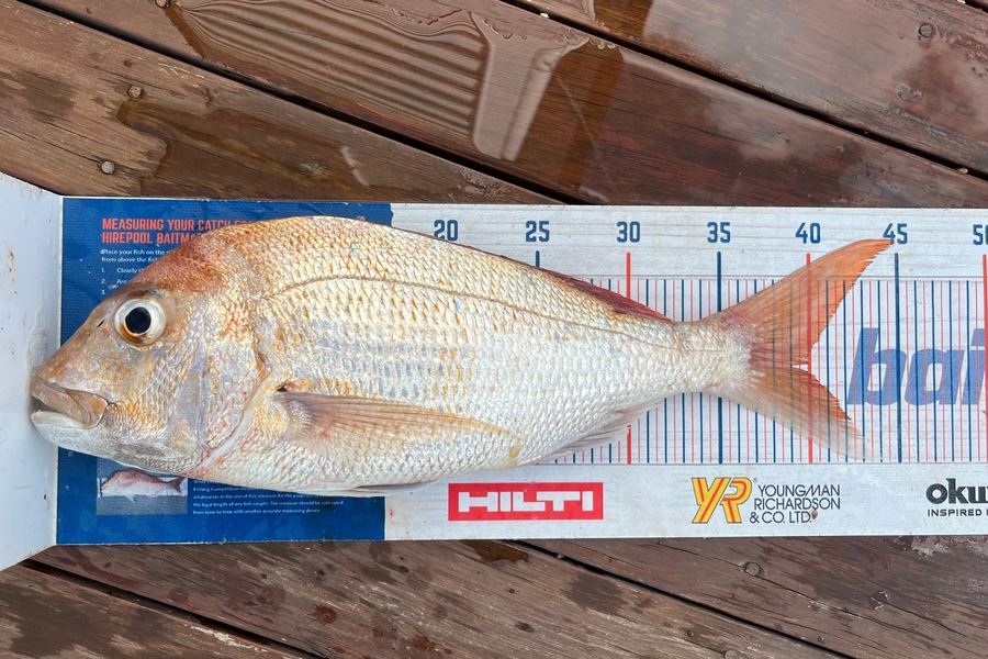 Jonathan Abiva caught this 40.0cm Snapper at Inner Gulf  during The Hirepool Baitmates Fishing Comp