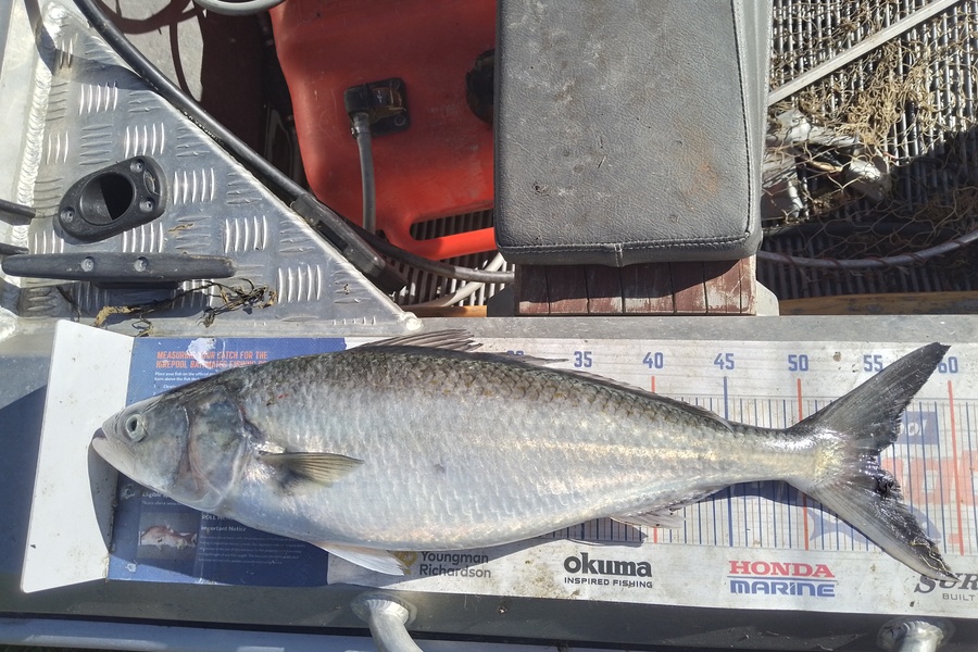 Mike Ashton caught this 54.5cm Kahawai at Otago coast during The Hirepool Baitmates Fishing Comp