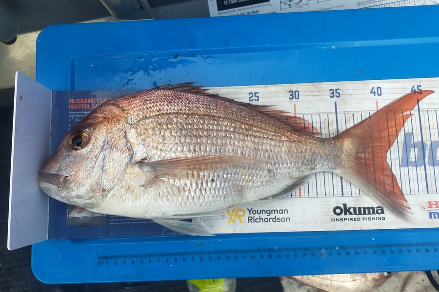Wayne Farrow caught this 40.5cm Snapper at Whakatane during The Hirepool Baitmates Fishing Comp