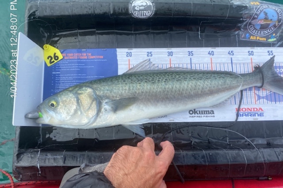 Mark Ray caught this 55.5cm Kahawai at Coromandel  during The Hirepool Baitmates Fishing Comp