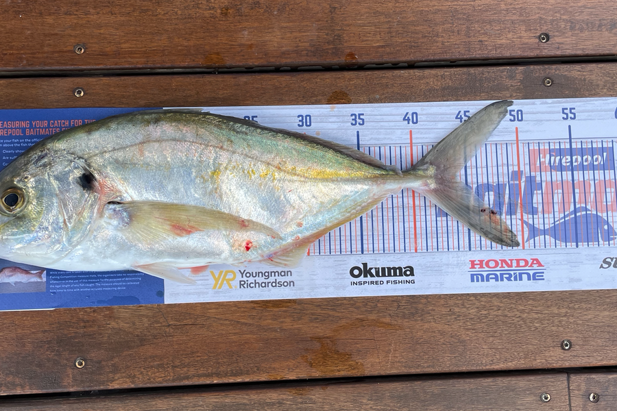 Joshua Watson caught this 44.0cm Trevally at Tauranga during The Hirepool Baitmates Fishing Comp