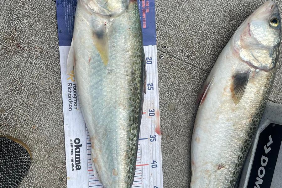 Glenn Moore caught this 56.0cm Kahawai at Whangaiwahine Point during The Hirepool Baitmates Fishing Comp