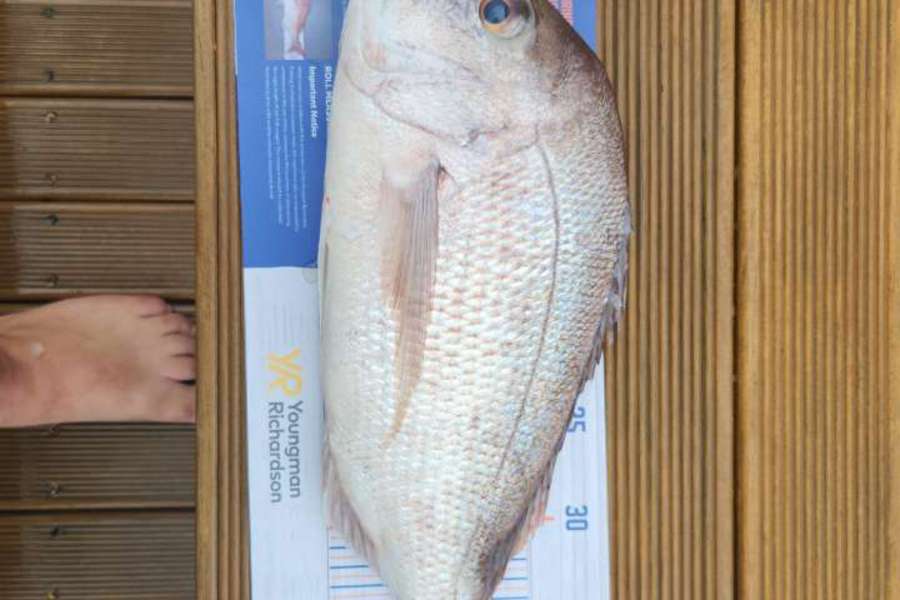 Matthew Mann caught this 42.0cm Snapper at Firth of thames  during The Hirepool Baitmates Fishing Comp