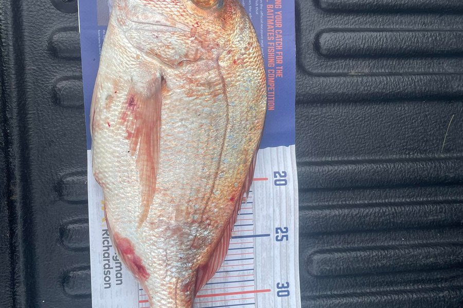 Glenn Moore caught this 36.0cm Snapper at Whangaiwahine Point during The Hirepool Baitmates Fishing Comp