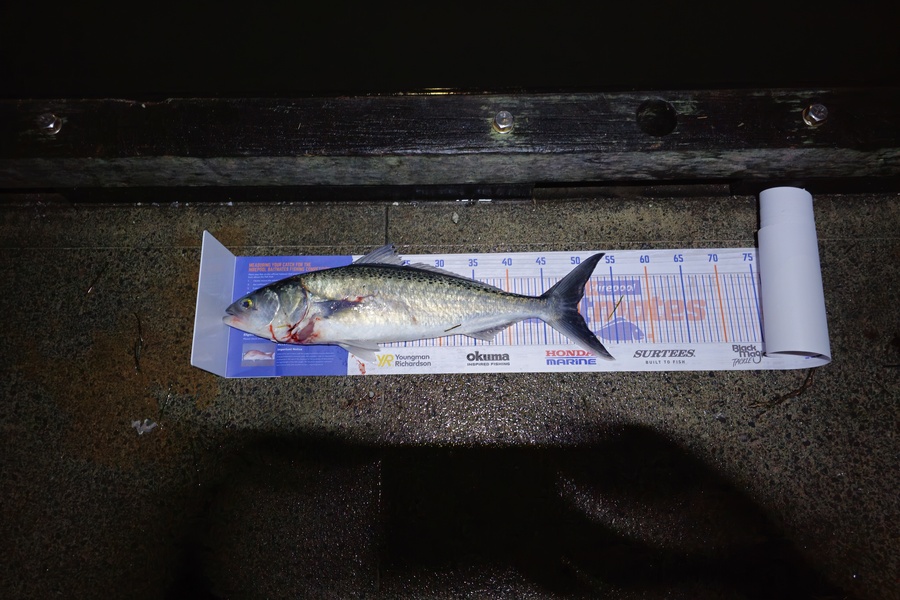 Jaspher Quezon caught this 49.5cm Kahawai at Plummers point during The Hirepool Baitmates Fishing Comp