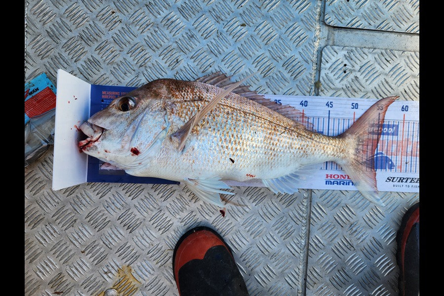 Ethan Buchanan caught this 54.5cm Snapper at Firth of thames during The Hirepool Baitmates Fishing Comp