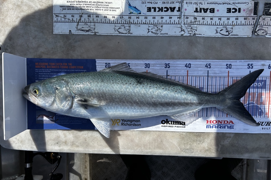 Luke Sinkinson caught this 52.5cm Kahawai at Whakatane during The Hirepool Baitmates Fishing Comp