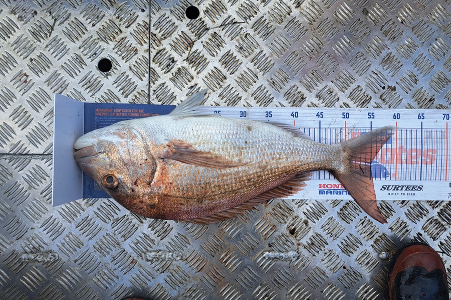 Sam earle caught this 55.0cm Snapper at Manukau Harbour  during The Hirepool Baitmates Fishing Comp
