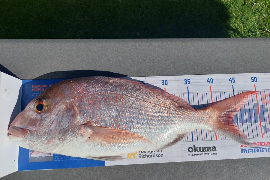 Greg Robinson caught this 44.5cm Snapper at Firth thames during The Hirepool Baitmates Fishing Comp