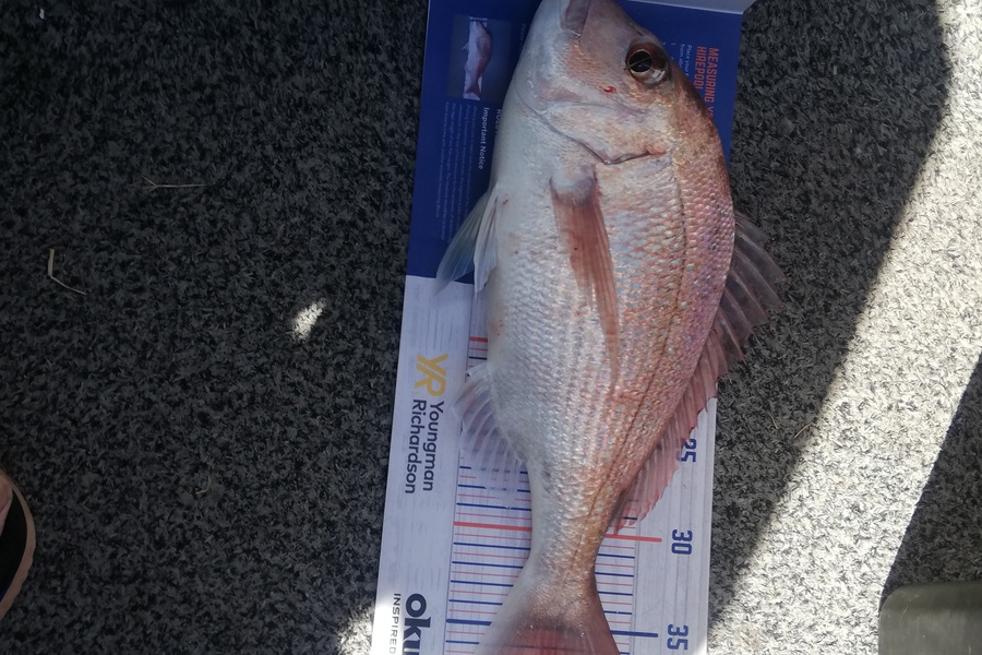 Rob Stroud caught this 37.5cm Snapper at Bay of plenty  during The Hirepool Baitmates Fishing Comp