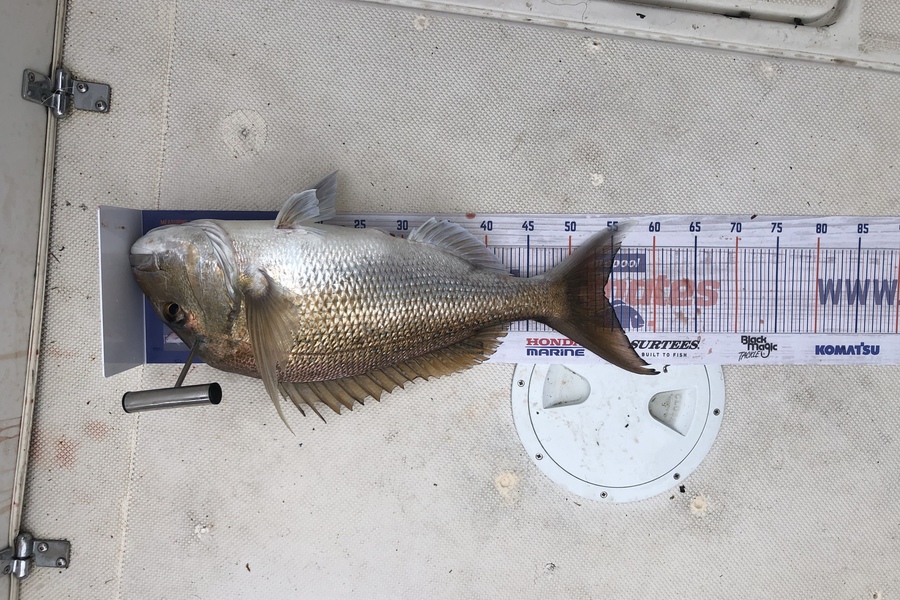 John Ellis caught this 54.0cm Snapper at Hen& chicks during The Hirepool Baitmates Fishing Comp