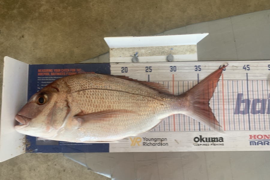 Graeme Duncan caught this 37.0cm Snapper at Bop during The Hirepool Baitmates Fishing Comp