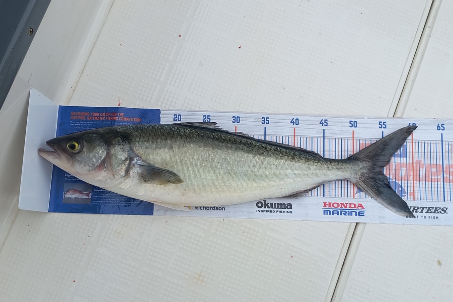 Hamish Bullock caught this 55.0cm Kahawai at Bay of plenty during The Hirepool Baitmates Fishing Comp