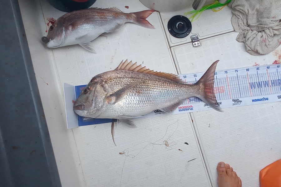 Hamish Bullock caught this 62cm Snapper at Bay of plenty during The Hirepool Baitmates Fishing Comp