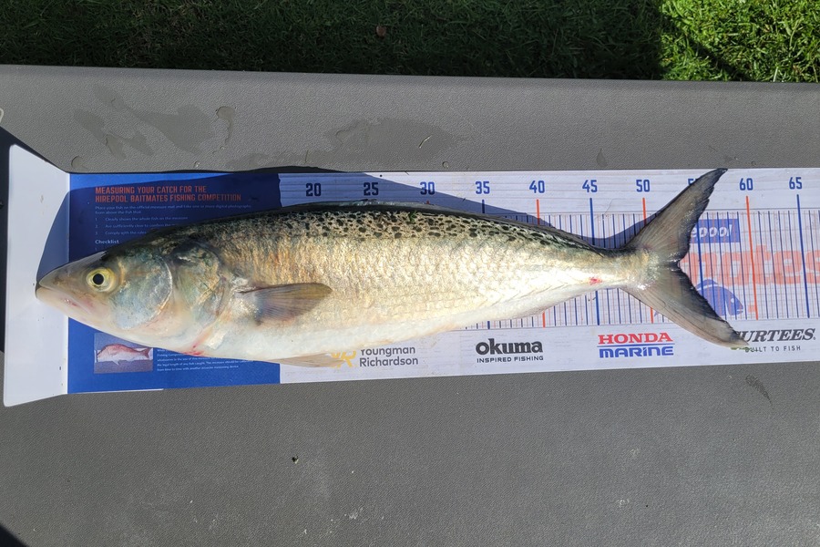 Scott Thacker caught this 52.5cm Kahawai at Firth of Thames during The Hirepool Baitmates Fishing Comp