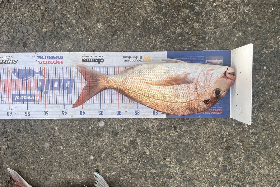 Owen Burns Forbes caught this 38.5cm Snapper at Kawakawa bay during The Hirepool Baitmates Fishing Comp