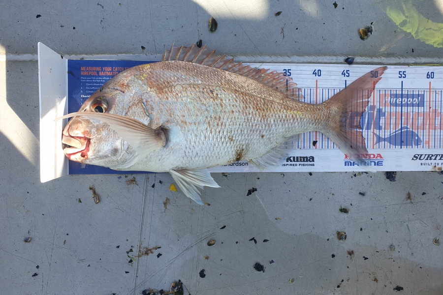 Vini Stevens caught this 47cm Snapper at EBOP during The Hirepool Baitmates Fishing Comp