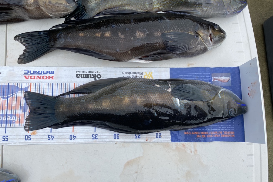 Gary Allan caught this 49.5cm Butterfish at Kapiti during The Hirepool Baitmates Fishing Comp