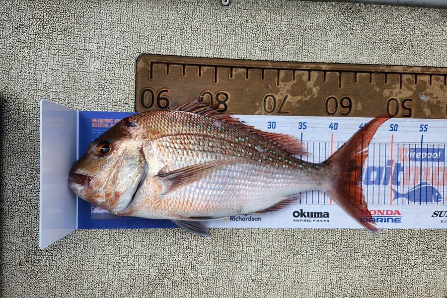 Brad Cubitt caught this 45.0cm Snapper at Firth of Thames during The Hirepool Baitmates Fishing Comp