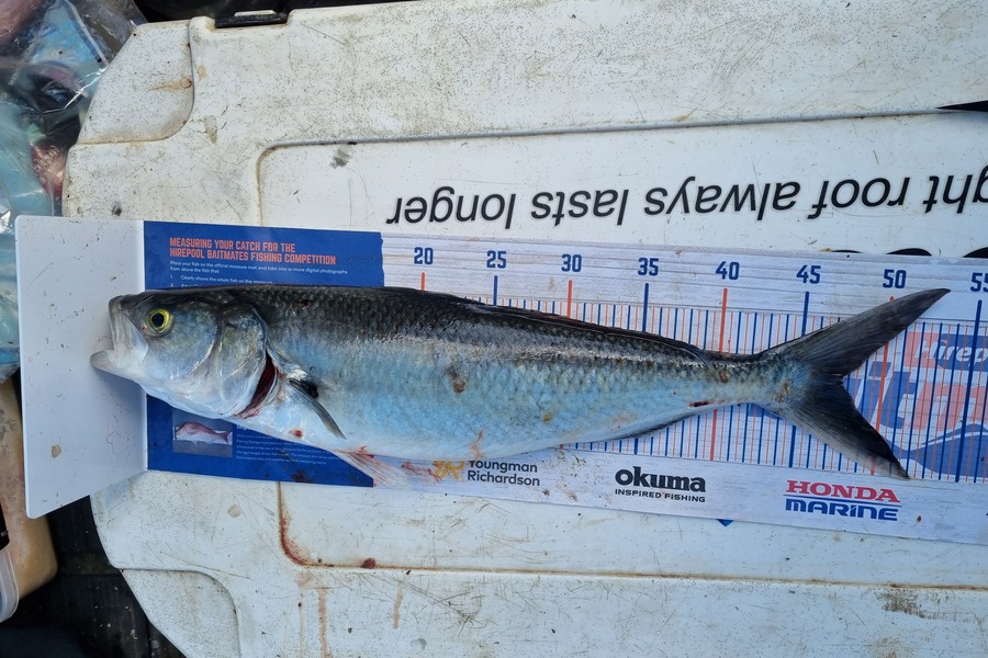 Blake Mansell caught this 47.5cm Kahawai at Waiheke island during The Hirepool Baitmates Fishing Comp
