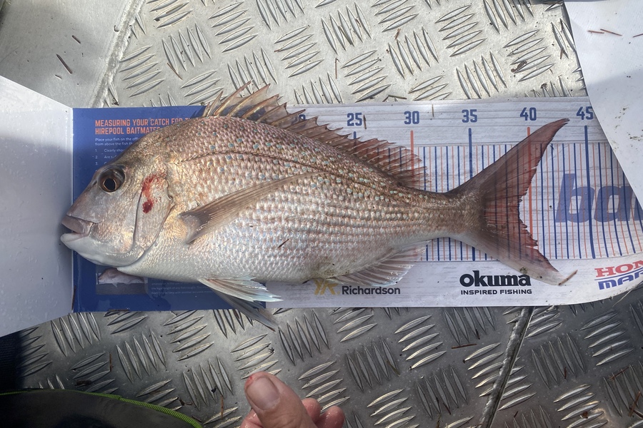 Peter Perez caught this 39.0cm Snapper at Manukau harbour during The Hirepool Baitmates Fishing Comp