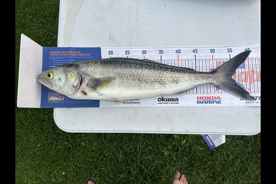 jacob maj caught this 55.0cm Kahawai at Thornton during The Hirepool Baitmates Fishing Comp