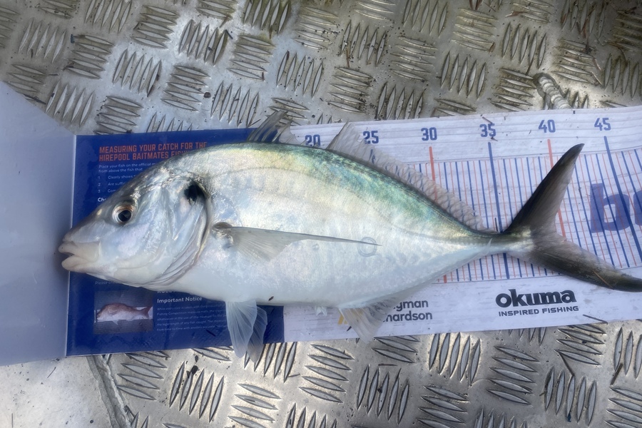 Peter Perez caught this 39.5cm Trevally at Manukau harbour during The Hirepool Baitmates Fishing Comp