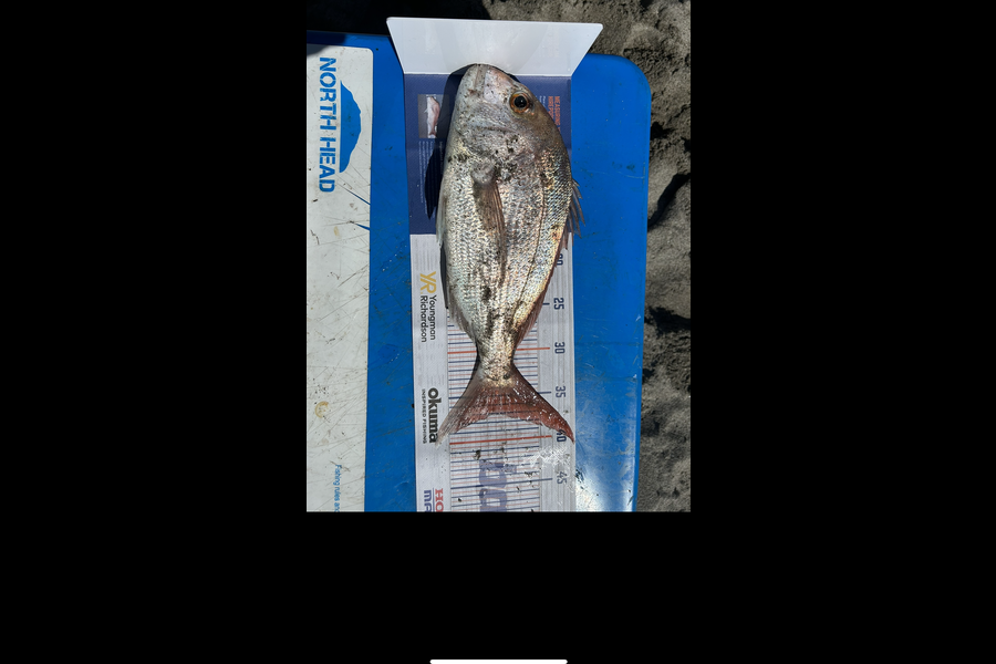 jacob maj caught this 37.0cm Snapper at Thornton during The Hirepool Baitmates Fishing Comp