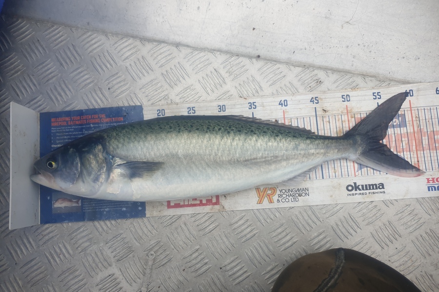 Rodney Niven caught this 54.5cm Kahawai at Mana during The Hirepool Baitmates Fishing Comp