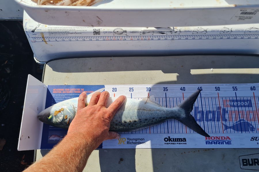 Justin Spain caught this 41.5cm Kahawai at Kenepuru  during The Hirepool Baitmates Fishing Comp