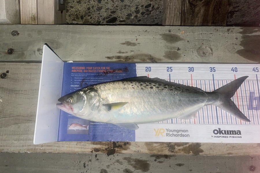 Kieran Daly caught this 38.5cm Kahawai at Kapiti coast  during The Hirepool Baitmates Fishing Comp